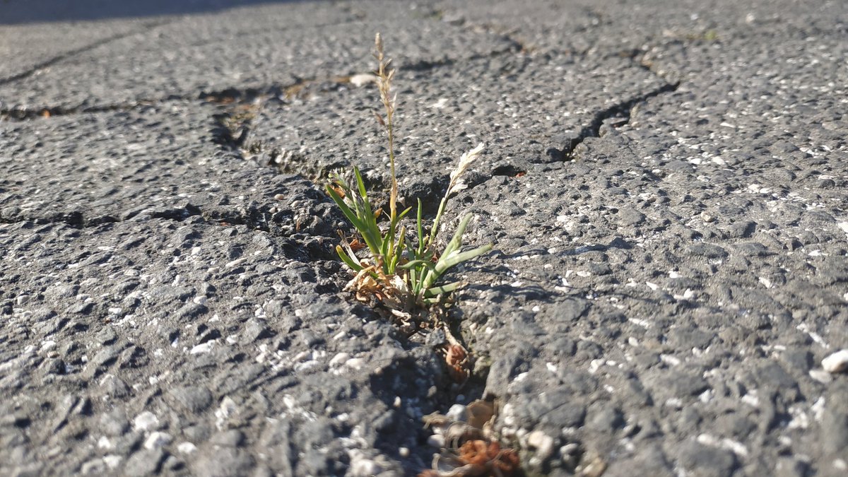 ASmerilli's tweet photo. Ecco perché anche l'#economia deve imparare dalle #piante,che non hanno organi e hanno intelligenza diffusa in tutte le cellule:di fronte al pericolo non possono scappare,diventano resilienti,e si aiutano tra specie diverse.Forse sorella pianta può dirci più di quanto immaginiamo https://t.co/zWW8xFP5Dy