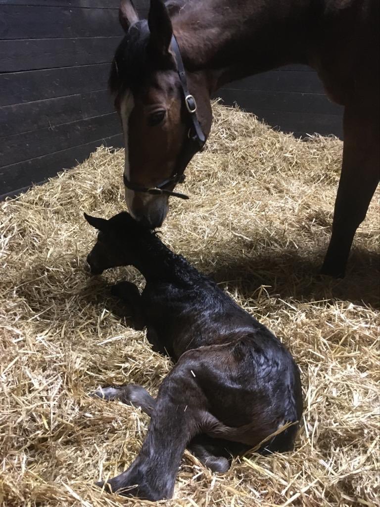 cliff_stud's tweet photo. Weโve had an early morning delivery! This lovely filly by Brazen Beau arrived & both mother & daughter are doing well & should be out in the sunshine later. We hope youโre all staying as happy & healthy as these two are. #staysafe #newlife #foallife #rearingwinners https://t.co/xCIJ9Gexph
