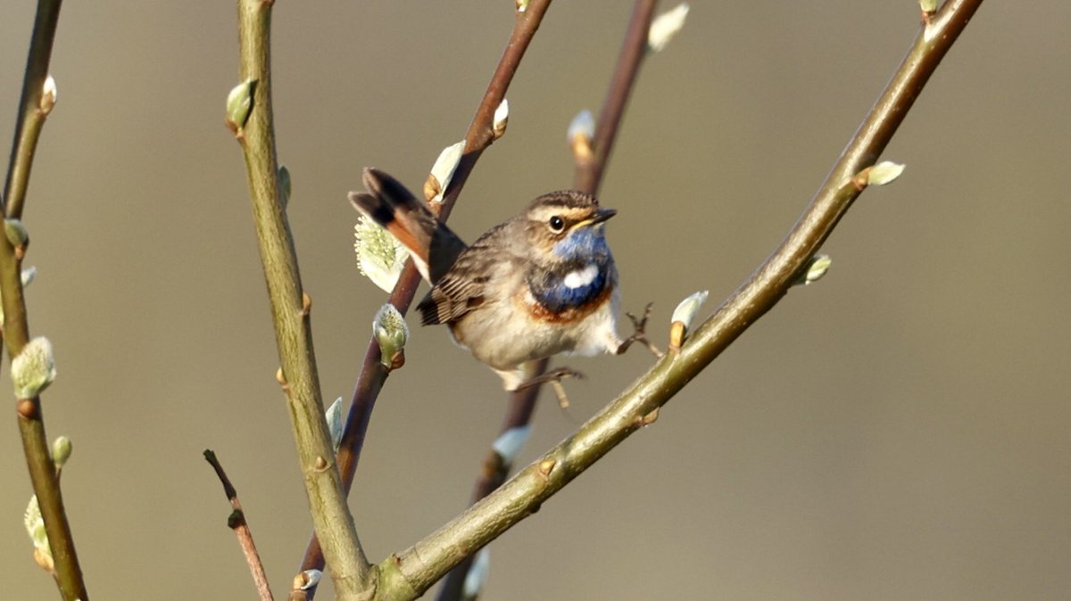 TopvanTexel's tweet photo. Als je maar vroeg genoeg op pad gaat, kom je niemand tegen behalve de vele #lentevogels baltsend in de #Rhoonse #Polder! Deze mooie #Blauwborst springt op een takje klaar om in de #lentezon zijn prachtige ochtendlied te laten horen! @waarneming https://t.co/HVfVacqdiX