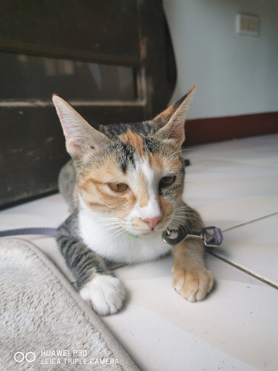 madula_c's tweet photo. My mejo🐱❤️ https://t.co/ZmZ2iAkHPj