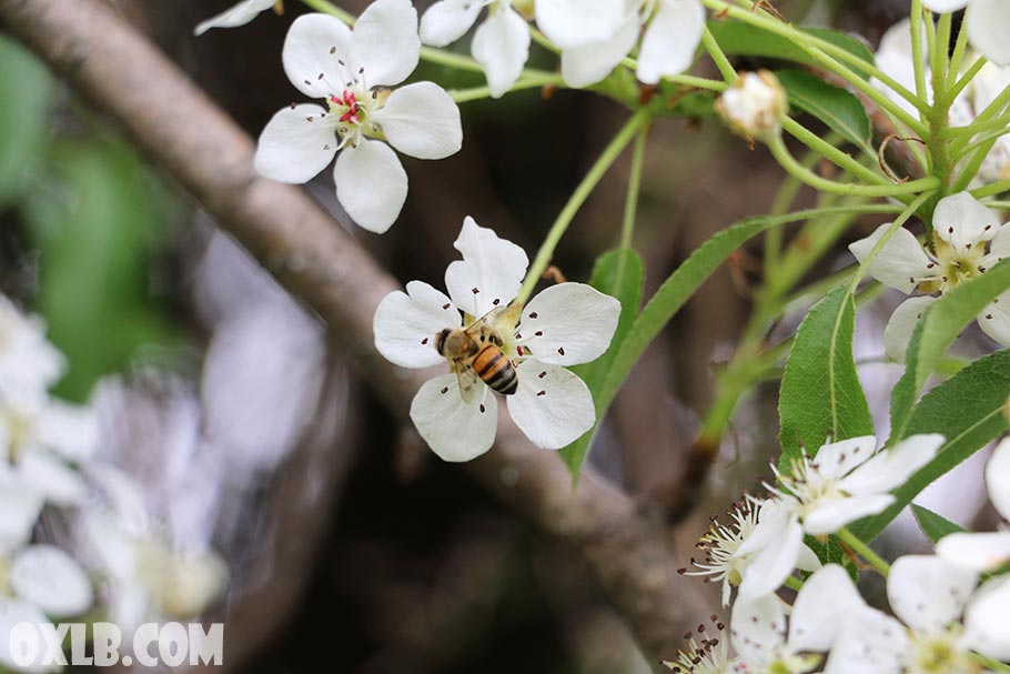 onefineart's tweet photo. What more beautiful than seeing white flowers on trees with bees and a sweet smell... It is Spring!! Visit https://t.co/xfyQclOJMn #onefineart #beautifulnature #nature #flowers #whiteflowers #sweetsmell #spring #bees #lebanon #stopcorona #gotonature #lebanonspring https://t.co/fnmvpJ62cp