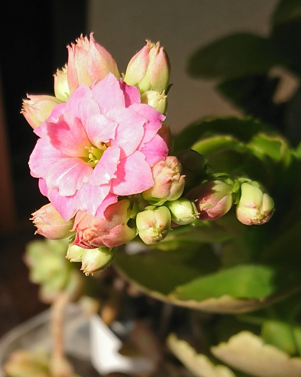 青海 龍 おうみりゅう 外出自粛中 ベランダの カランコエの花 ですが 開花して1ヵ月 フルブルーム状態です もう最終的に白薔薇姫の頭みたいになるんじゃないかと 日々観賞しております 2月29日 3月11日 今日 白薔薇姫 ロマサガrs