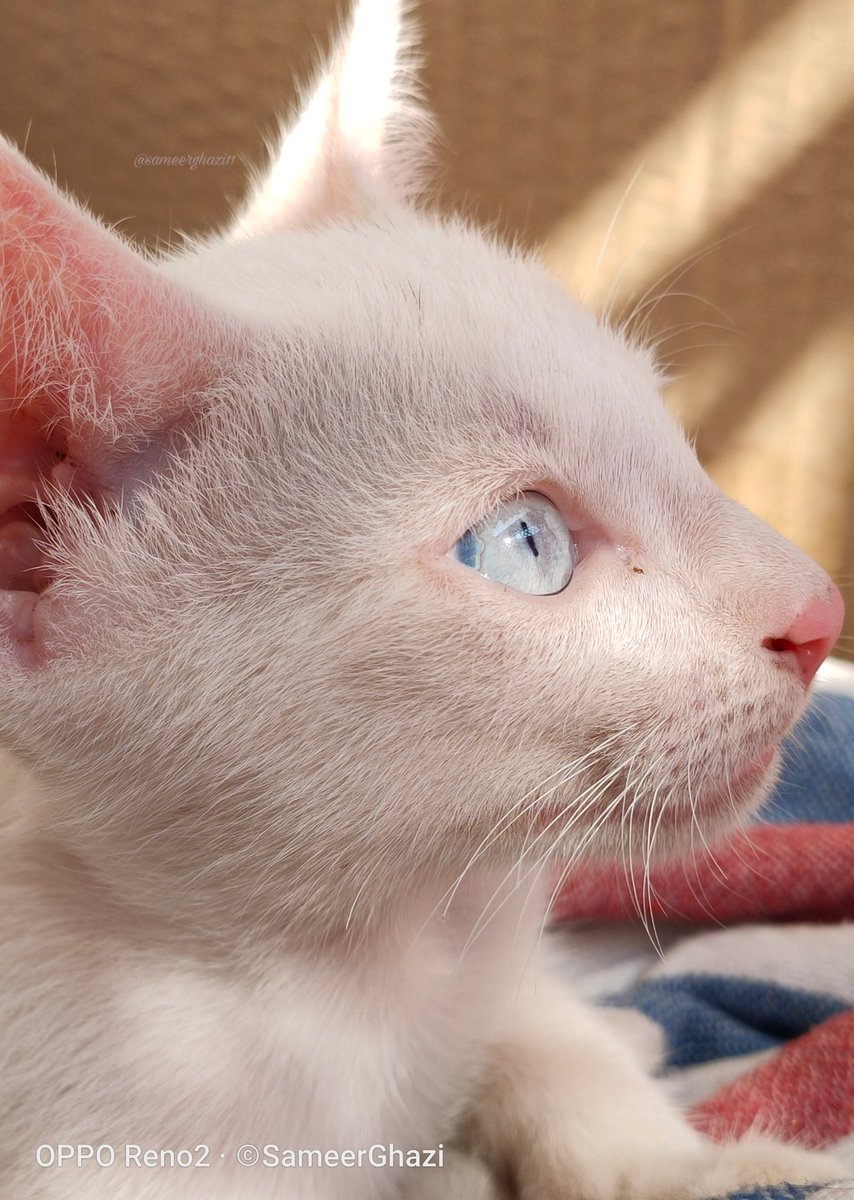 sameerghazi11's tweet image. I love photography during lockdown i am mostly focus on shooting photographs. I keep thinking creatively about photography during this difficult time &amp;amp; spending quality time with my family. Here's some shots I have taken 📸 
#StayHomeStaySmart #KodakHDLEDTV @kodaktvindia