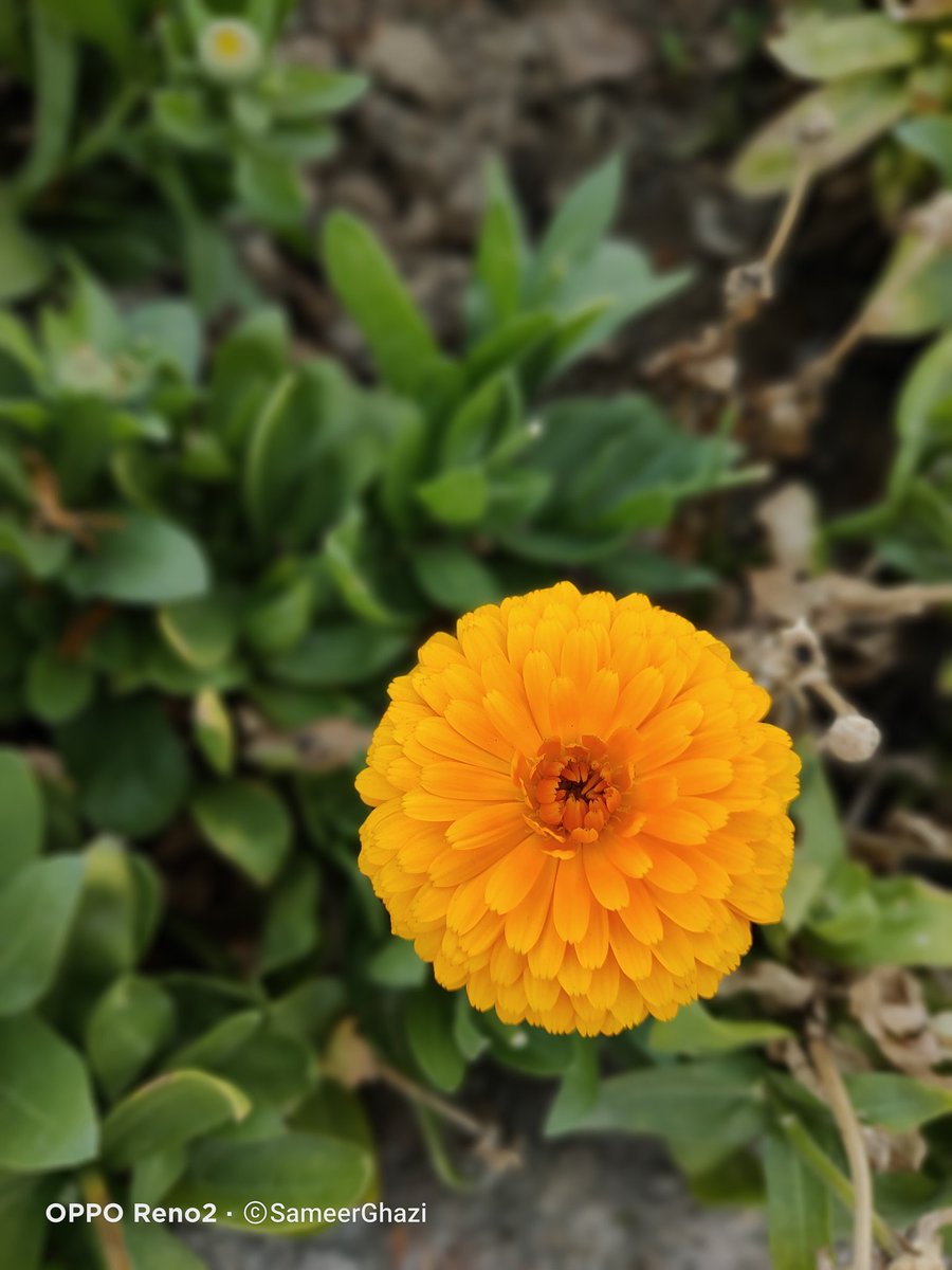 sameerghazi11's tweet image. I love photography during lockdown i am mostly focus on shooting photographs. I keep thinking creatively about photography during this difficult time &amp;amp; spending quality time with my family. Here's some shots I have taken 📸 
#StayHomeStaySmart #KodakHDLEDTV @kodaktvindia