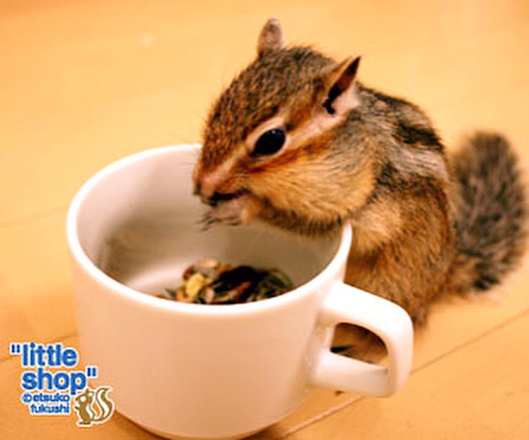 Little Shop 福士 このタグを見掛けたら無言で画像フォルダの中で一番可愛いもふもふを載せてタイムラインにもふもふランドを建国する 気が強くて 触ると怒るシマリスのコムギ 貯食が得意な働き者 人と遊ぶのが大好きで 体に登ったり手にじゃれてくる