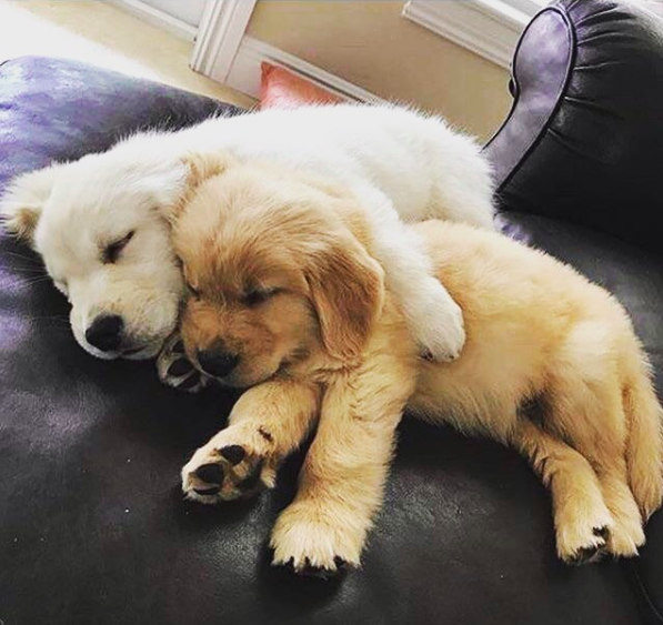 forbabs4pets's tweet photo. Puppy love 🐶🐶 https://t.co/XnbuN6T1Tp