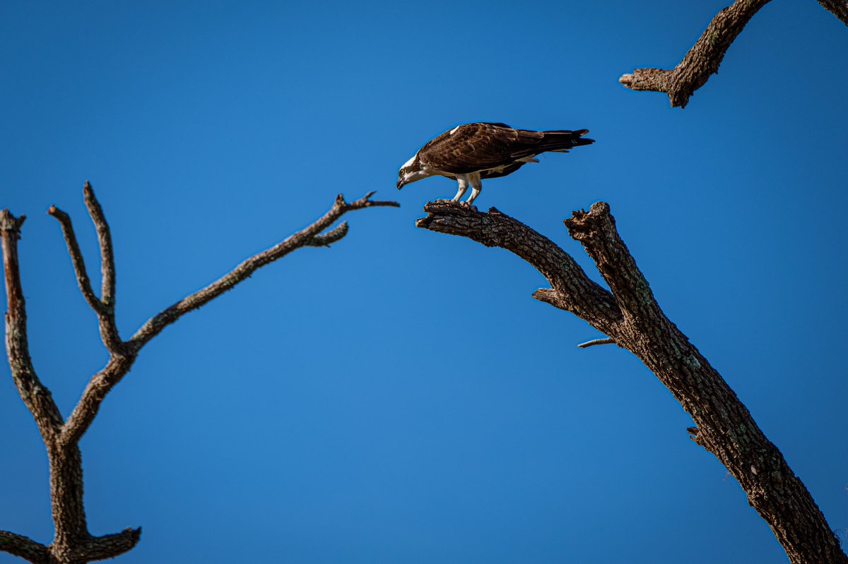 JujuMack's tweet photo. #ospey #circlebbarreserve #Lakeland #wildlifephotography https://t.co/qxHfGmjvWy