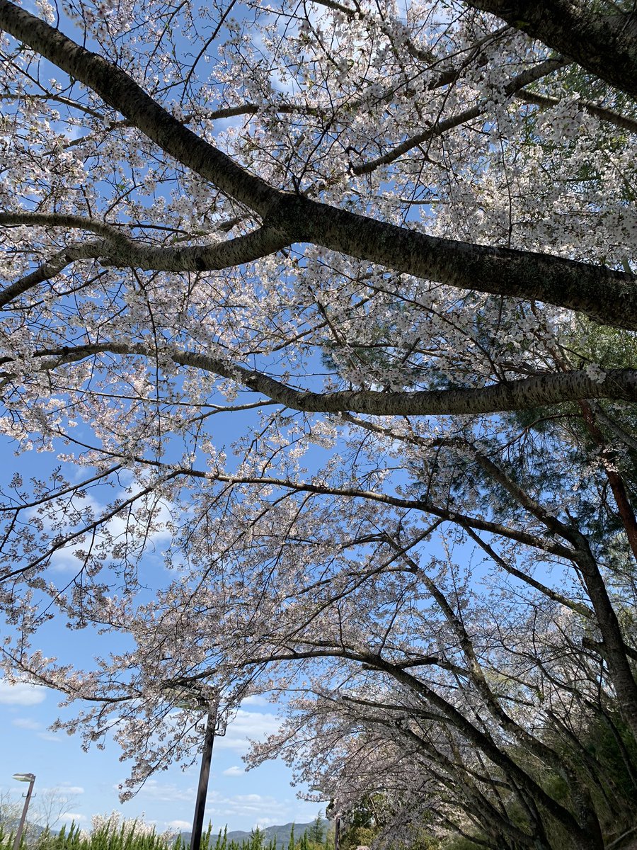 666res's tweet photo. 一人で花見。 https://t.co/q9tKPnw7cq