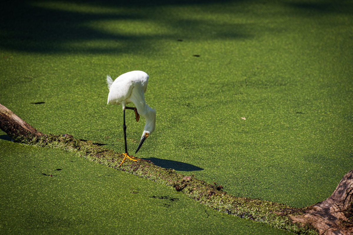 JujuMack's tweet photo. More bird pics from Lakeland, FL https://t.co/Lex7ZubmSM