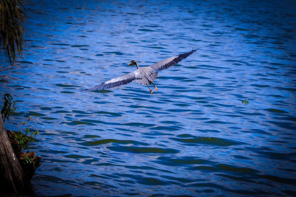 JujuMack's tweet photo. More bird pics from Lakeland, FL https://t.co/Lex7ZubmSM