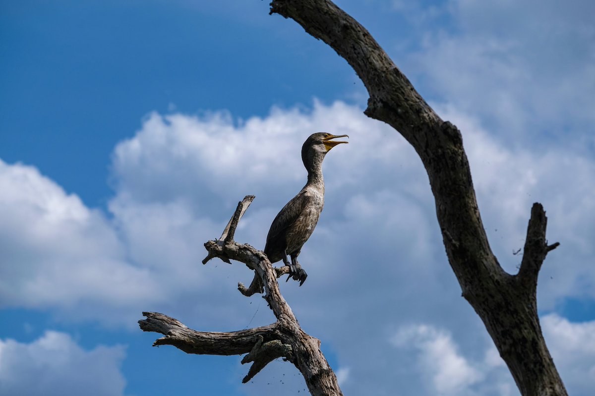 JujuMack's tweet photo. More bird pics from Lakeland, FL https://t.co/Lex7ZubmSM