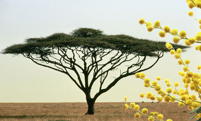 The ancient Egyptians called acacia SnDt in the texts.This is what a Acacia nilotica tree looks like.It is a typical shade tree that prefers alluvial soilsand a regular water supply. https://www.cabi.org/isc/datasheet/2342