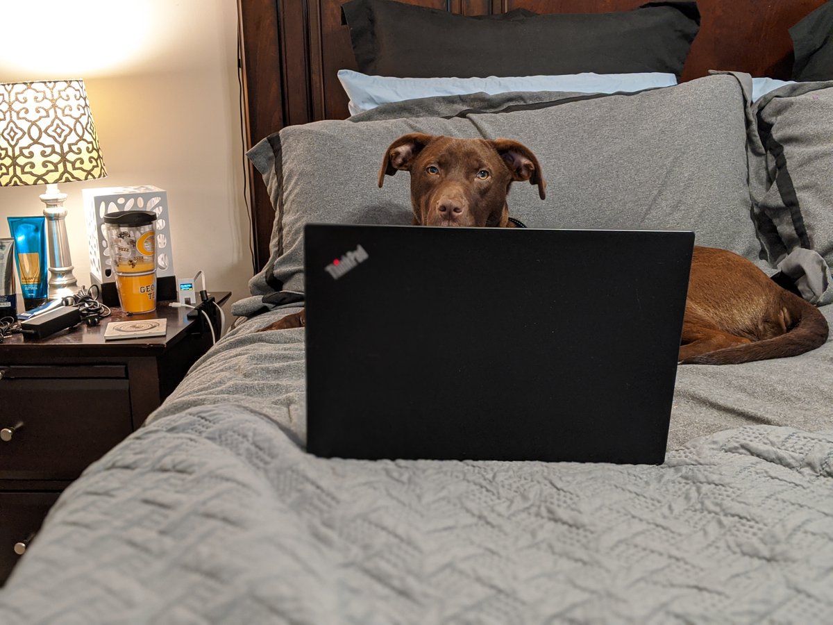 jtothehizzy's tweet photo. Just caught the boss snooping what I haven't been working on.....stay safe everyone! #DogsWhoCode #DogswithLaptops #DogsofTwittter #DogsOfTheQuarantine  #dogs #dogslife #doggy #Dog https://t.co/gG0IsPfHSU