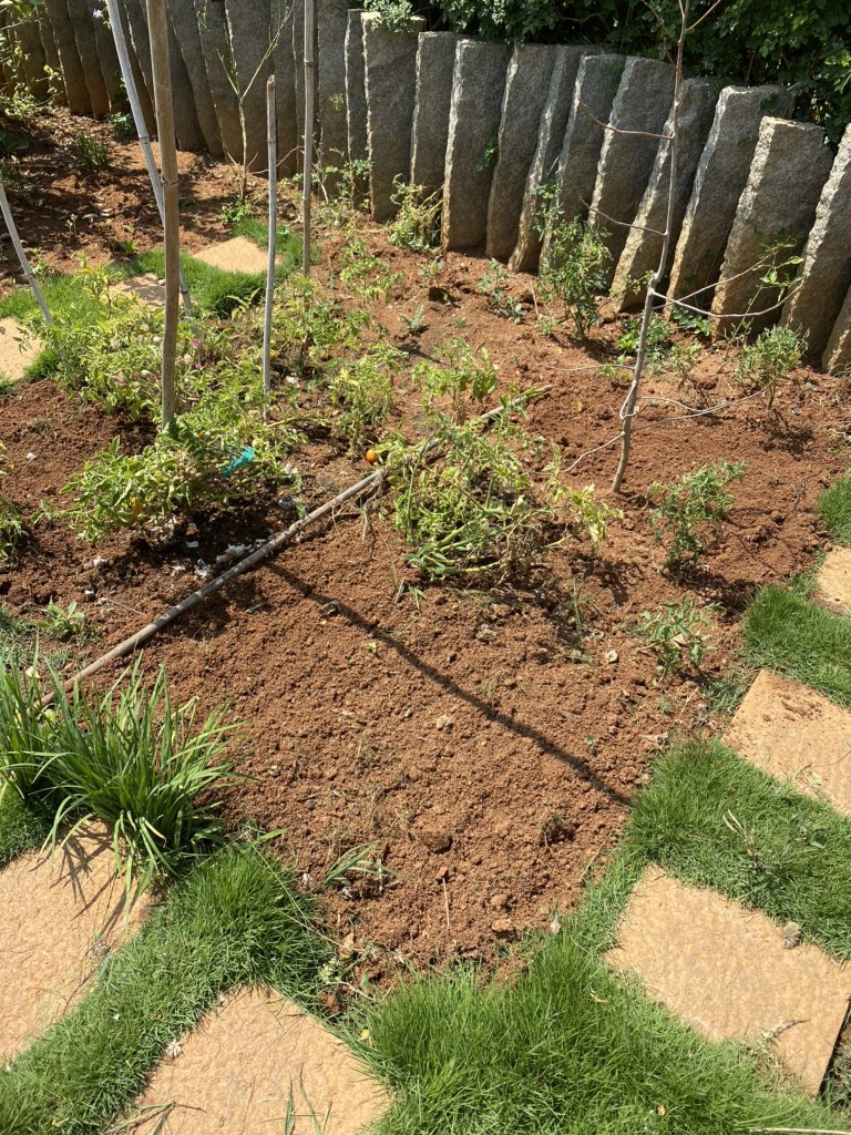 Day 11/21 Spent a solid 2 hours in the kitchen garden, removing weeds, dried out plants, harvesting some stuff and sowing new seeds, esp coriander, spinach, lettuce that I can harvest in a month or so. This is harder than any gym workout.  #lockdown