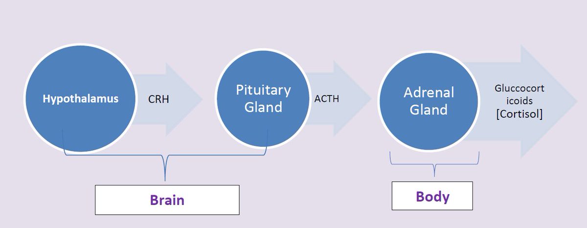 A small thread on stress and immunity. And how the former causes more damage than we care to acknowledge. Let us start with the simplest axis - the Hypothalamic Pituitary Adrenal axis. Will try and keep things simple.