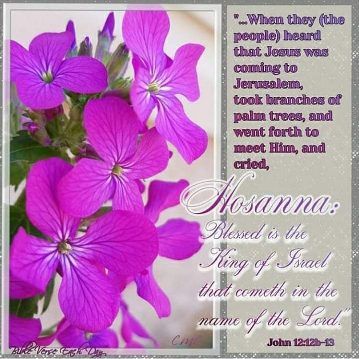 Bibleved7's tweet photo. John 12:12-13~
"On the next day much people that were come to the feast, when they heard that Jesus was coming to Jerusalem, Took branches of palm trees, and went forth to meet Him, and cried, Hosanna: Blessed is the King of Israel that comes in the name of the Lord." #bible https://t.co/9rzpOxHn9t