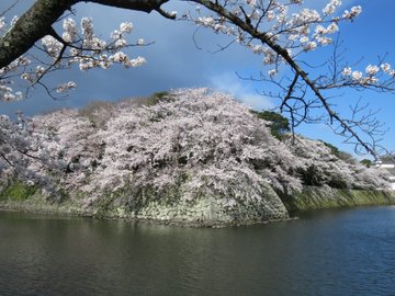 彦根城の桜の22年ライトアップや開花状況や見頃は アクセスや駐車場は そらいろ 日本が魅せる多彩な表情