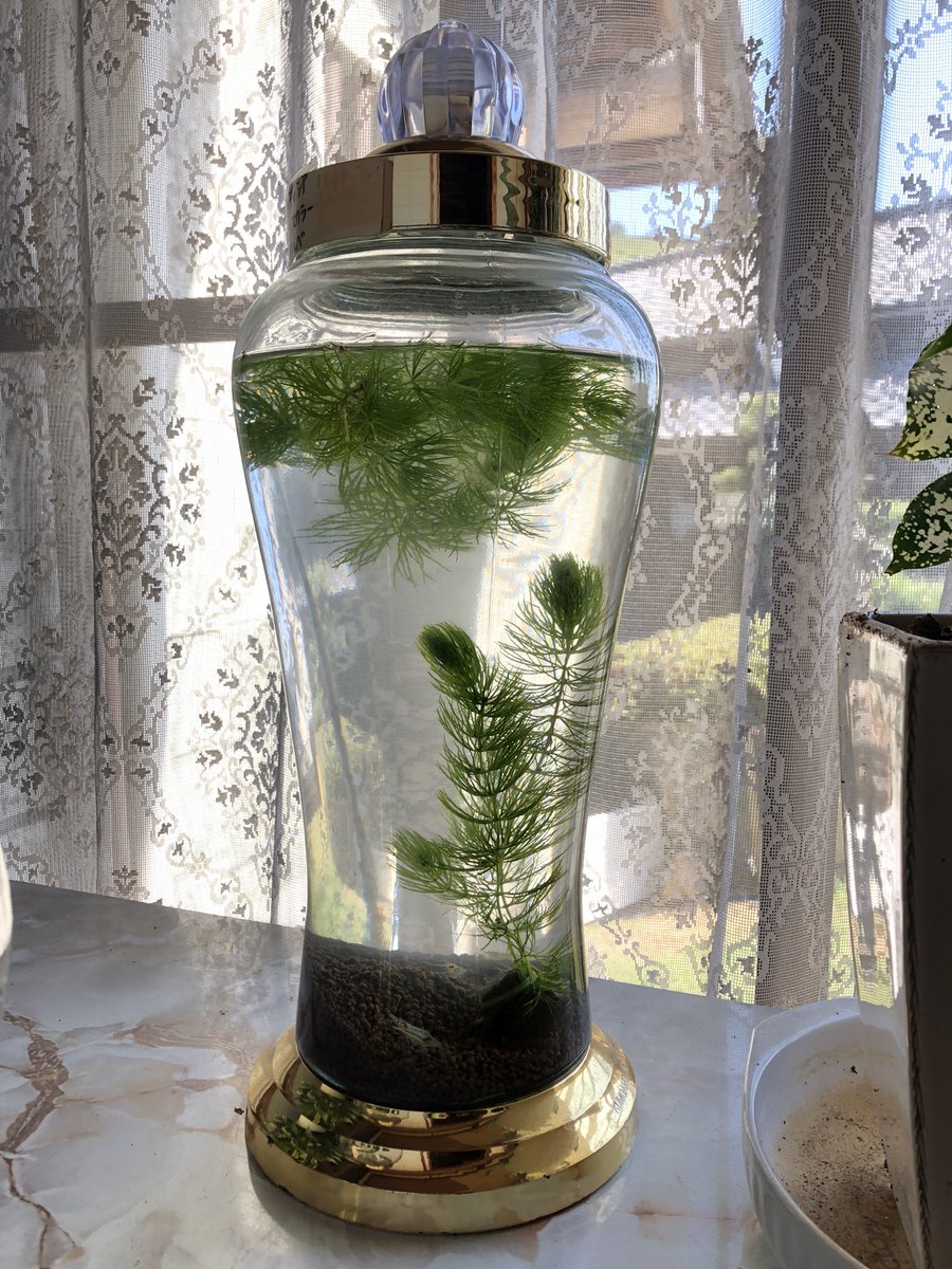 ユメカサゴ エビ飼育ボトル おしゃれなガラス瓶でお気に入り いっぱい増えてくれ