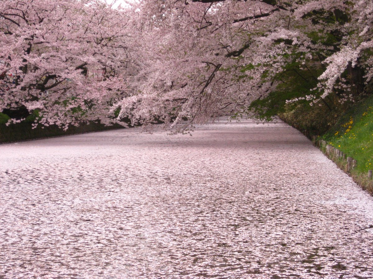 水面を埋め尽くす桜の絨毯 水の流れで渦巻く花びら 桜が散りゆく季節の風物詩 花筏が今年も美しいので 各地の花筏を集めてみた Togetter