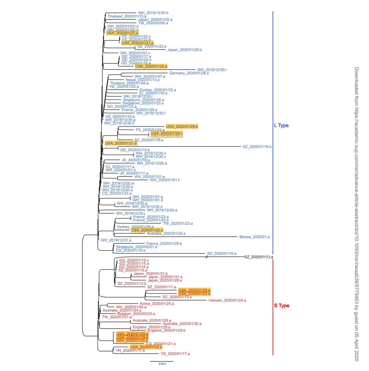 the paper analyzes 103 SARS-CoV-2 genomes from all over the world... just to understand this a bit better, I've highlighted the 14 samples from the USA...