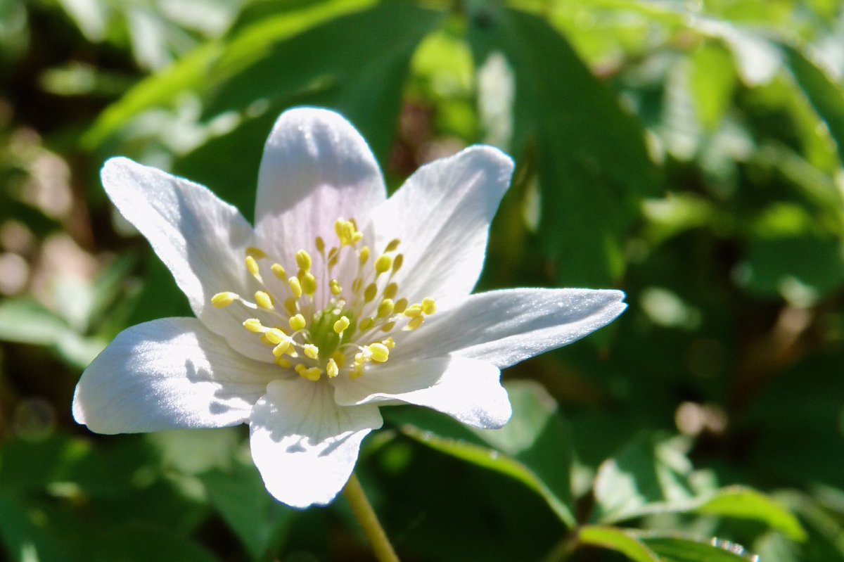April sun, sights &amp; smells (your imagination required for this bit 😁) for your #SundayMorning 🌱☀️  (pics wild wood anemone en masse in a Lincs ancient woodland, 2019)