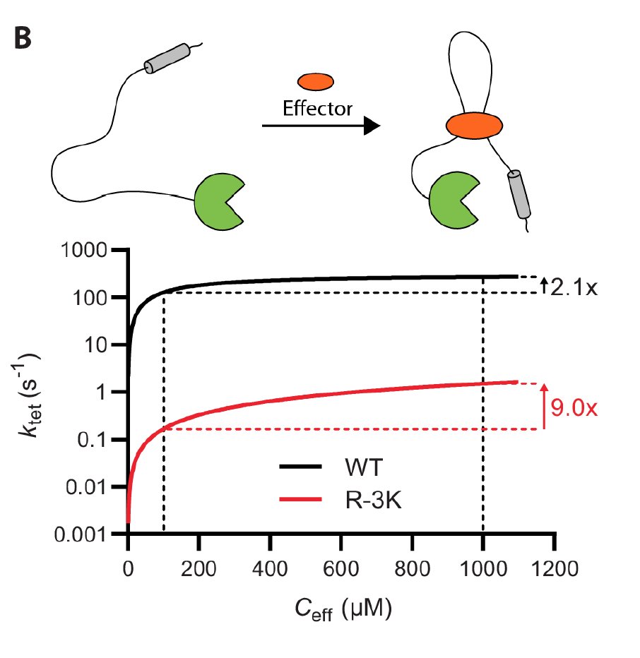 We suggest how changes in linker regions can allosterically shift signalling output: As substrates saturate at different effective concentrations, an increase in the effective concentration shift the relative substrate usage towards low affinity substrates.