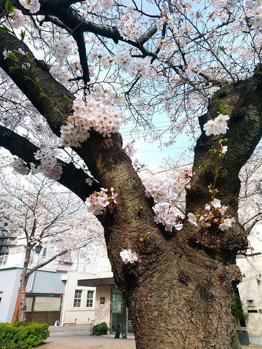 芦屋ラポルテ ヒノキのお風呂は好きですがヒノキの花粉はご免こうむりたいラポルテです お出かけがなかなかできない皆様に 芦屋市茶屋之町付近の桜 金曜日撮影 をお送りします 少しでもお花見をお楽しみいただけますように エアお花見 芦屋