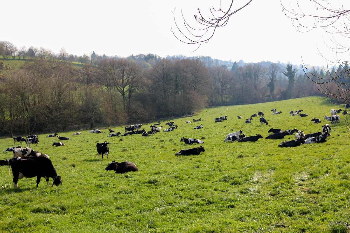piotrleotere's tweet photo. Vertes
du battement #delles de quelques vaches qu'on assassine https://t.co/fuQtlwylqE