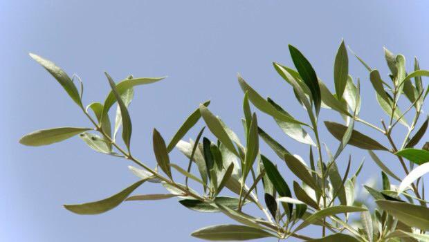 garganolab2_0's tweet photo. Buona domenica delle palme 🕊 È Primavera, e sul #Gargano la chiamano "bassa stagione".  Sarà bassa, ma forse non vi hanno detto quant'è bella... #palme #buonadomenica https://t.co/aVzSqao29G