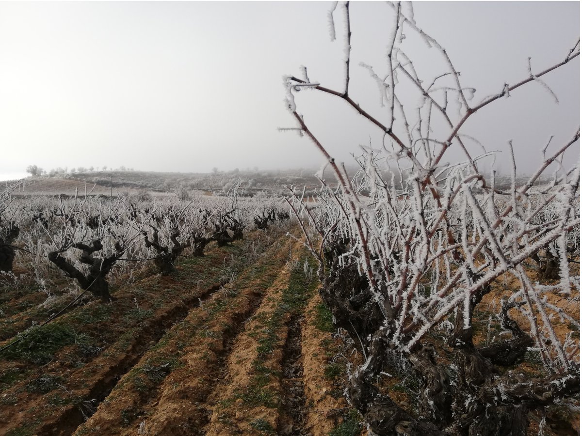 bodegas3piedras's tweet photo. Good Morning! Freezing at night in Ribera del Duero. Buenos días! Noches frías en la Ribera del Duero.
#redwine
#bodegastrespiedras
#nobbis
#unanimous
#oldvineyard
#albillomayor
#love
#instagood
#photooftheday
#fashion
#beautiful
#happy
#cute
#like4like
#followme
#picoftheday https://t.co/91cYmmwFDj