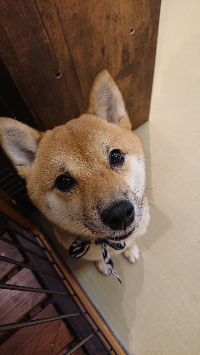 豆柴カフェハウステンボス店 Mameshiba Htb Twitter 豆柴カフェハウステンボス店 Mameshiba Htb Twitter