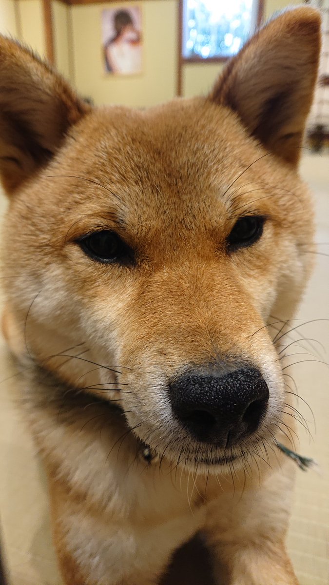 豆柴カフェハウステンボス店 Mameshiba Htb Twitter