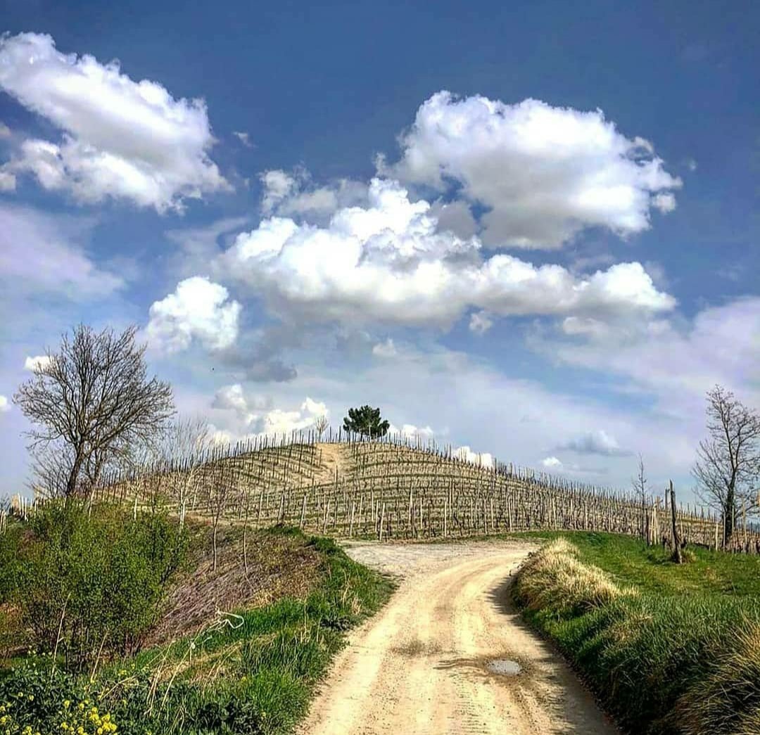 Langhe tweet media