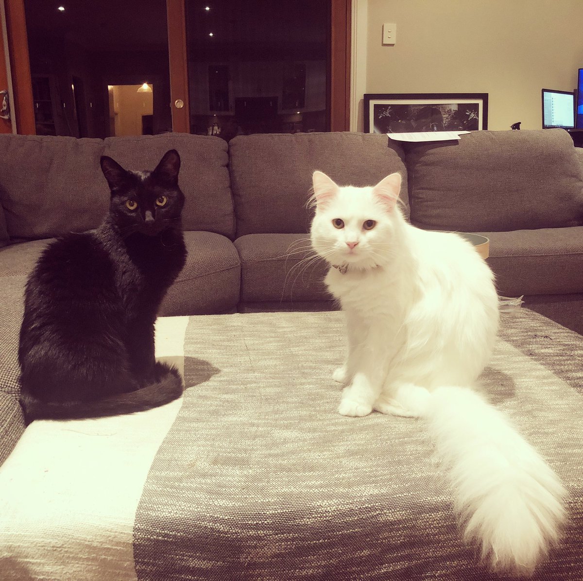 sally_hunt's tweet photo. My co-workers are wondering if I’ll ever leave #PetsofthePandemic #PetsofUoN https://t.co/UqGGf6Vyvx