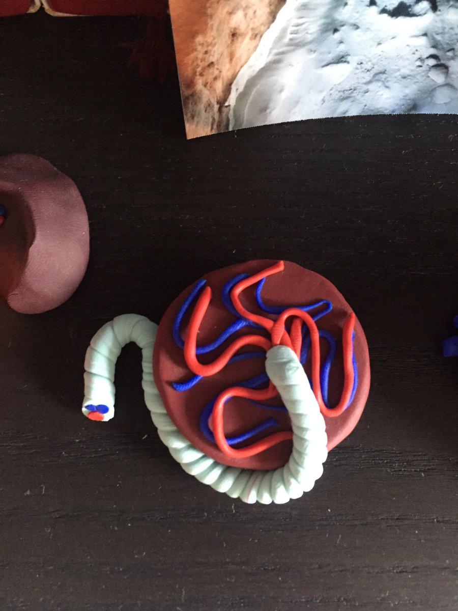pipoulou_kgb's tweet photo. @AAPAstudents #DIY #GrossAtHome @kogillil @anatomyfound @MortePhoto @anat_soc @colegiojalap #anatomie https://t.co/Oby2wcmQJo
