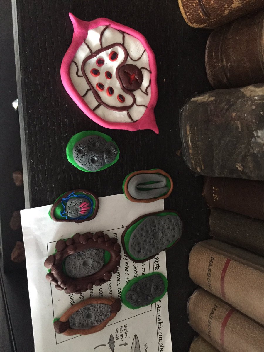 <a href="/AAPAstudents/">AAPA Students</a> <a href="/kogillil/">Kurt Gilliland, PhD</a> <a href="/anatomyfound/">Anatomy Fundamentals</a> <a href="/MortePhoto/">Lorraine Evans 💀</a> <a href="/anat_soc/">Anatomical Society</a> <a href="/colegiojalap/">Colegio Jalisciense de Anatomía Patológica</a>