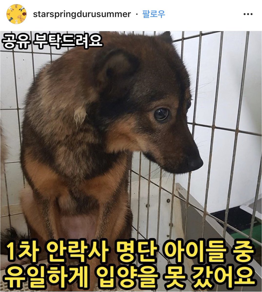 dalraethecat's tweet photo. 열심히 홍보해서 누리는 입양갔는데 커피가 아직 못갔어요😭 순둥한 눈망울의 커피쨩과 행복한 미래를 같이 만들어보실분~~!!!! https://t.co/RoOSYsLROK