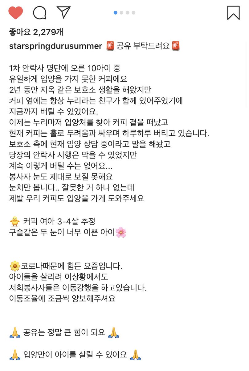 dalraethecat's tweet photo. 열심히 홍보해서 누리는 입양갔는데 커피가 아직 못갔어요😭 순둥한 눈망울의 커피쨩과 행복한 미래를 같이 만들어보실분~~!!!! https://t.co/RoOSYsLROK