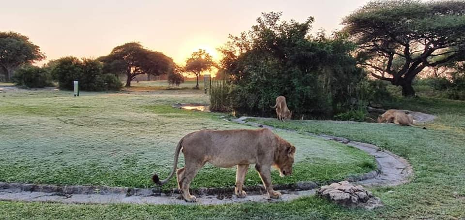 jolakaziza's tweet photo. The #Cats have come out to play on the #Skukuza #Golf course while we #Humans are in #Day10ofLockdown 🤣😜🦁🐾  🙈🐥🦒🦓🐆🌍🇿🇦
#Birds #Nature #LockDown #COVID19 #CoronaViruspandemic 
#StayAtHomeSA 
 Stay home today so you can #TravelTomorrow. 
https://t.co/9eI1rjTo1E https://t.co/Gopgf4DOna