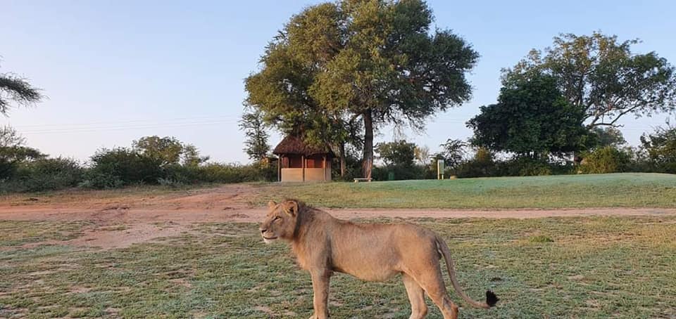 jolakaziza's tweet photo. The #Cats have come out to play on the #Skukuza #Golf course while we #Humans are in #Day10ofLockdown 🤣😜🦁🐾  🙈🐥🦒🦓🐆🌍🇿🇦
#Birds #Nature #LockDown #COVID19 #CoronaViruspandemic 
#StayAtHomeSA 
 Stay home today so you can #TravelTomorrow. 
https://t.co/9eI1rjTo1E https://t.co/Gopgf4DOna