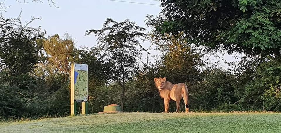 The #Cats have come out to play on the #Skukuza #Golf course while we #Humans are in #Day10ofLockdown 🤣😜🦁🐾  🙈🐥🦒🦓🐆🌍🇿🇦
#Birds #Nature #LockDown #COVID19 #CoronaViruspandemic 
#StayAtHomeSA 
 Stay home today so you can #TravelTomorrow. 
jolakazi.com
