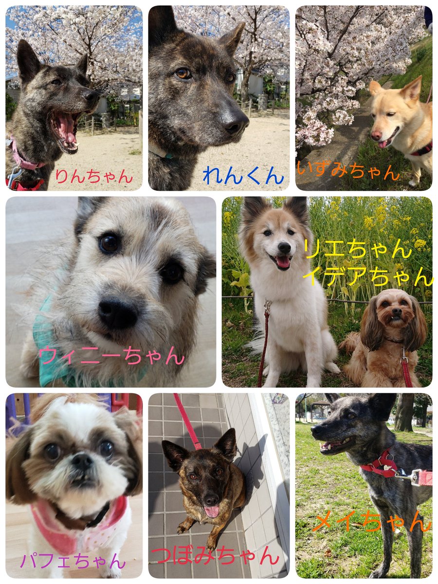 ペッツ フォー ライフ ジャパン 譲渡犬の同窓会が延期になっていますが 施設に遊びに来てくださったり お写真を送って頂いています 今の時期 飼い主さまとのお散歩 を皆楽しんでいるようです Pflj ペッツ フォー ライフ ジャパン 保護犬
