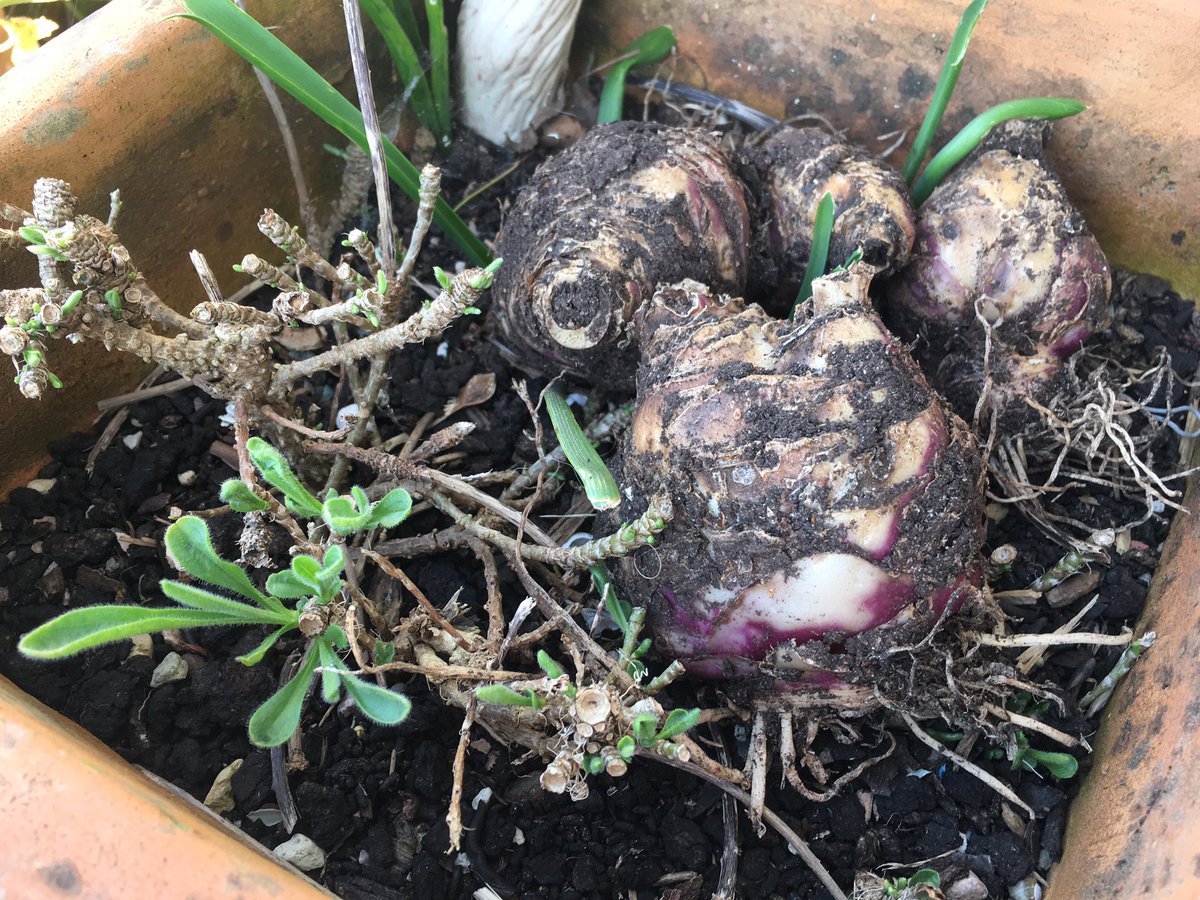 Help me out here please twitter.... any guesses on what these are? They were put there a couple days ago, in a plant pot near mum’s front door (guessing left by a neighbour) but what are they? How should I plant them? Should I bother?  #NotAGardenerButTrying  #lazyweb  #gardening