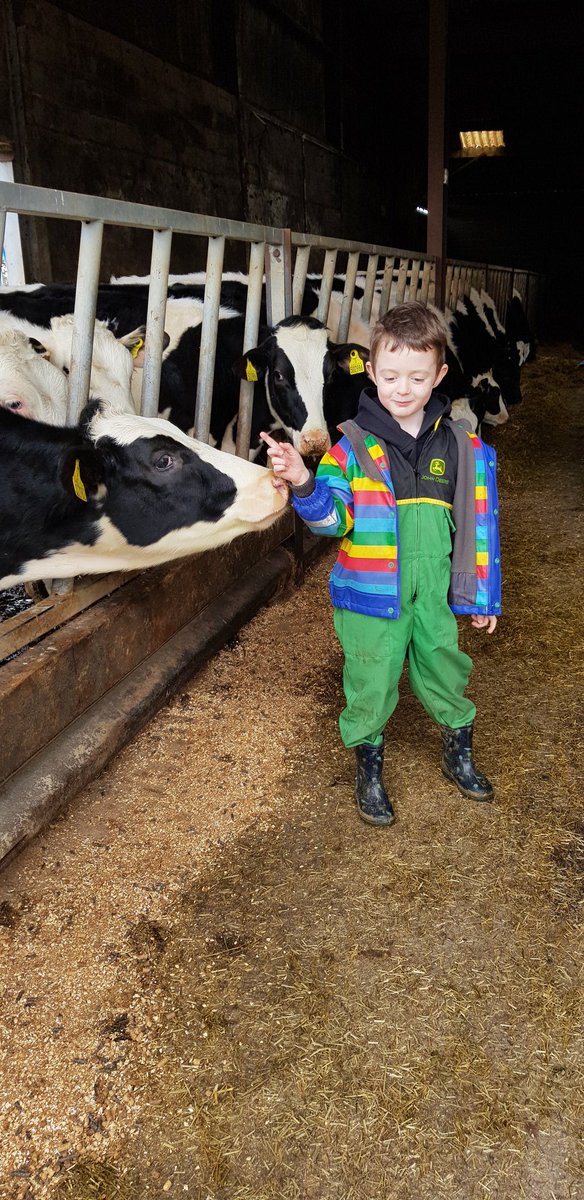 Homeschooling at its best
Maths: count the number of heifers in the passage! ✔