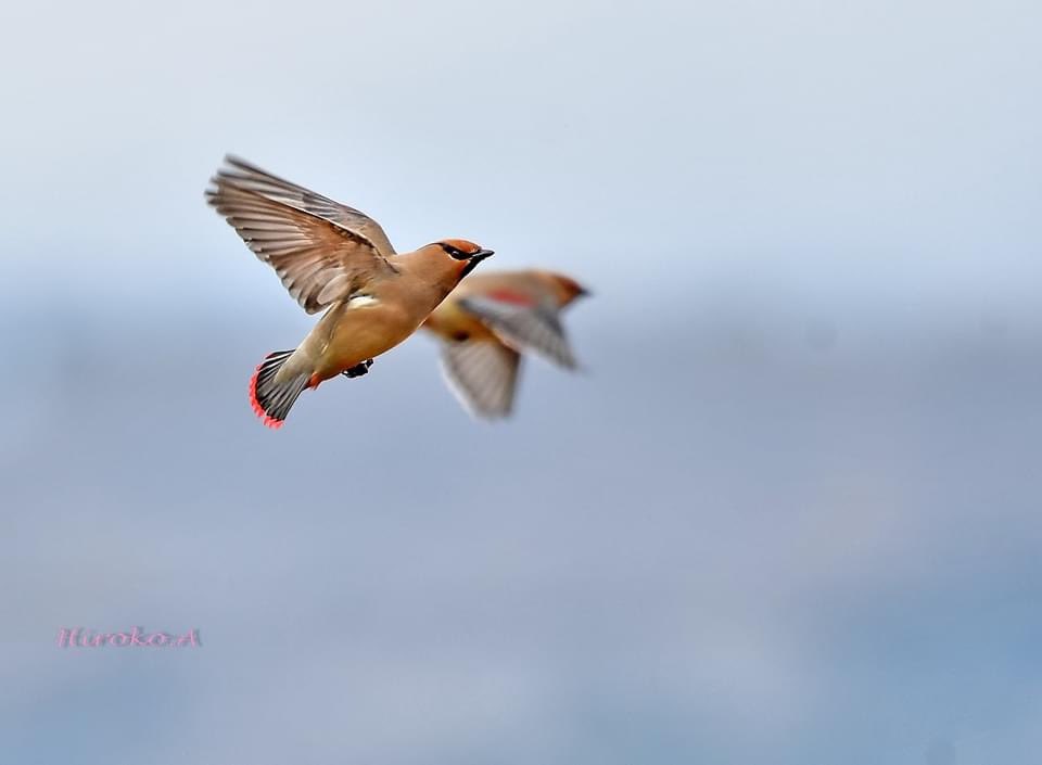 hiro_motan's tweet photo. ヒレンジャク

ちょっとゴミ写ってますが(^◇^;)

今年はどこも豊作で
よかったね❣️

Japanese Waxwing

#beautiful_bird
#wild_bird
#birder
#nature
#beautiful_nature
#king _bird
#cool_shot
#best_shot
#amazing_shot
#bird_capture
#best_bird_shot
#total_bird
#bird_brilliance https://t.co/vbQ5r3yH2k