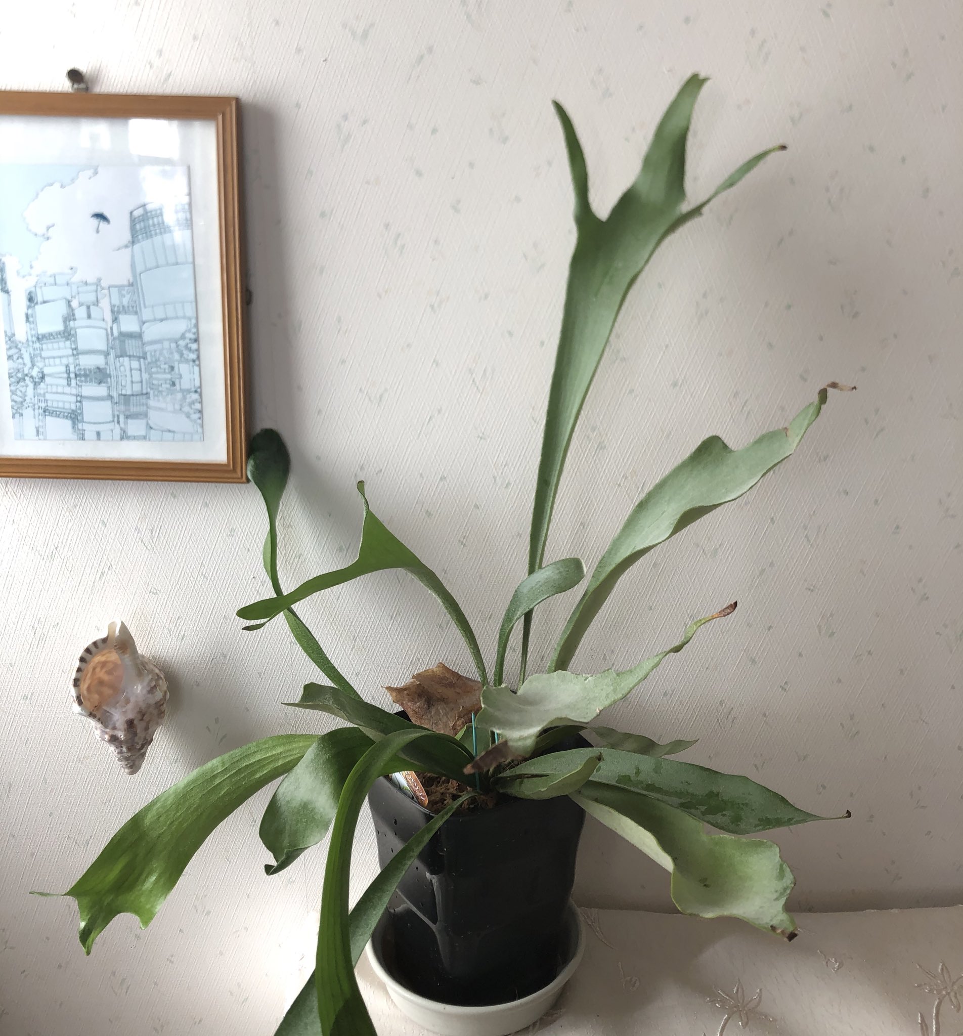 Ricolisu コウモリランを植え替えと株分け やっと吊れた コウモリラン ハンギング T Co Fq5rzlrtd5 Twitter