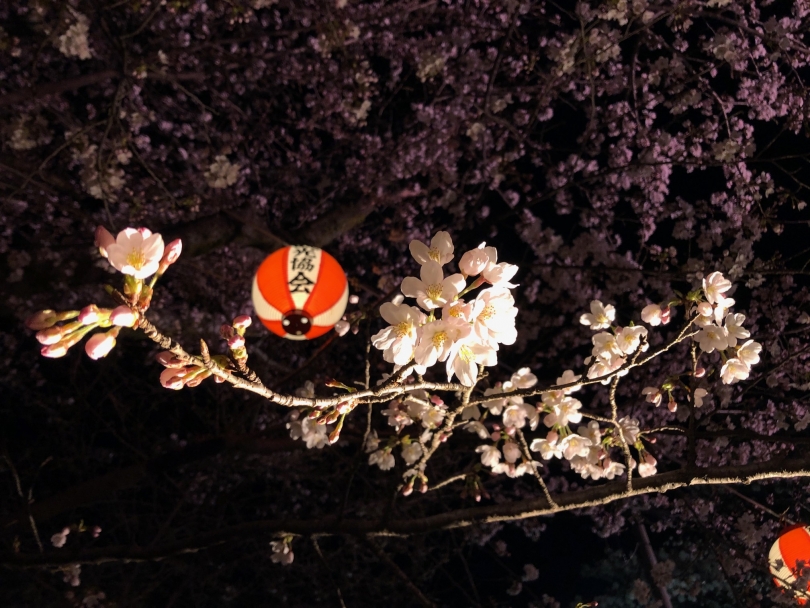 鬼怒川温泉あさや 鬼怒川温泉護国神社 温泉神社では4月3日より夜桜のライトアップが行われております 今年は感染予防のため 余興や飲食物の提供が全て取りやめとなり ライトアップのみの実施となりました 少しでも皆様に癒しと安らぎがお届けできます