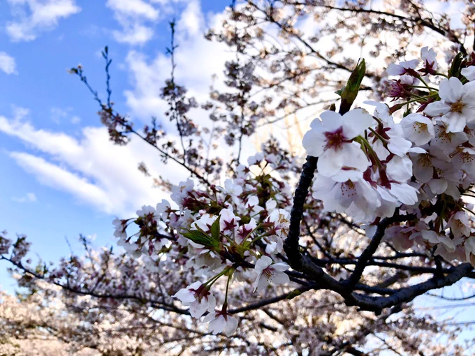 家の前桜咲いてるんで部屋からでも花見できるんですね〜 