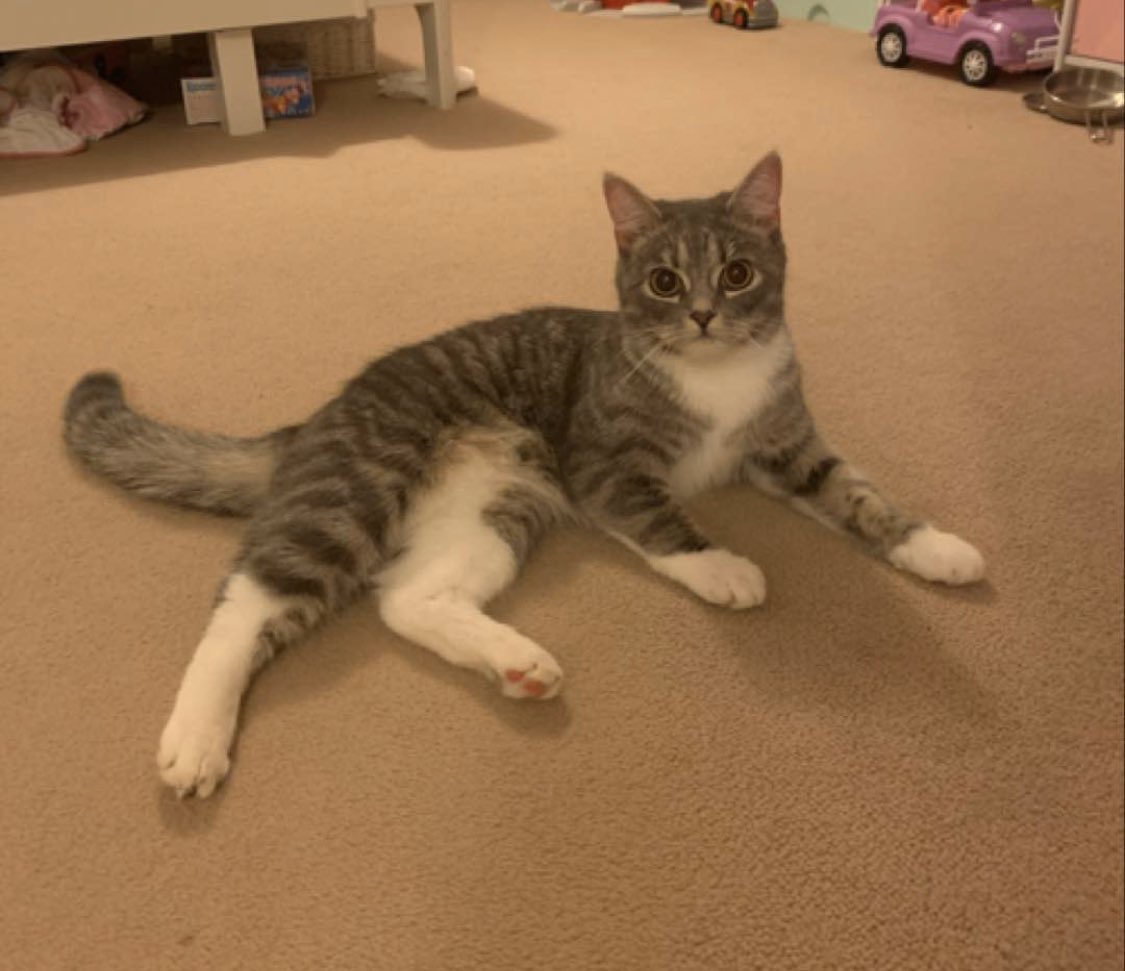 MissingPetFind's tweet photo. Female, Rag doll kitten **MISSING** in the Castle Mead/Leap gate area of Trowbridge, Wiltshire. Last seen on 2nd April #trowbridge #wiltshire #catsofwiltshire #trowbridgewiltshire #missingpetfinder #castlemead #lostintrowbridge #catwatch #ragdollkitten #ragdollkittensofinstagram https://t.co/4EHIRNxZIL
