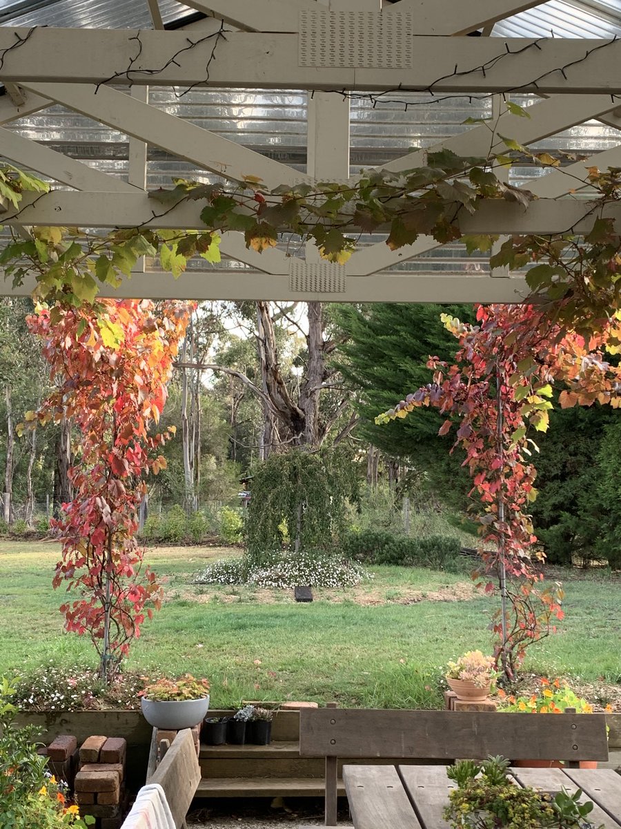 MST_Writes's tweet photo. Planting the grape vines to grow up into the rafters of the outdoor covered area was a Good Idea. #ExcellentProgress #NeedsATrim https://t.co/0gGVtu2ovA